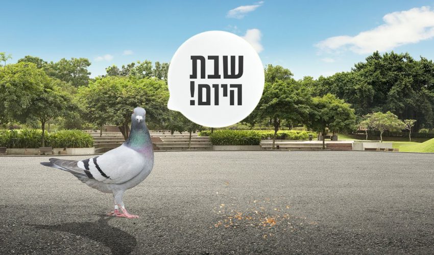 האם זה נכון שיונה לא תאכל מדבר שתלש יהודי בשבת?