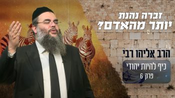 האם החיים של הזברה יותר טובים משל האדם?